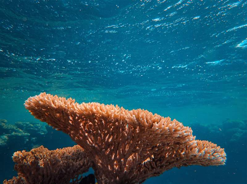 精工Prospex限量潜水腕表「蓝珊瑚」 唤醒对海洋危机的逼切性-复刻表