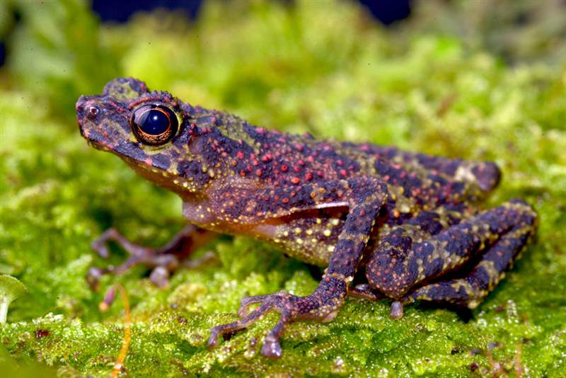 仅仅因为一位真正的青蛙教授评论了G-Shock Frogman Borneo Rainbow Toad-复刻表